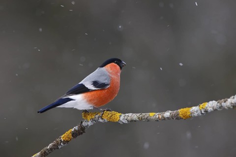 Eurasian Bullfinch (Pyrrhula pyrrhula) male, Carinthia, Austria