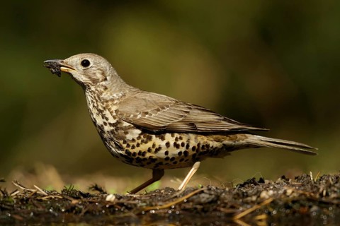 Grote Lijster met nest materiaal in de bek, Mistle Thrush with nest material