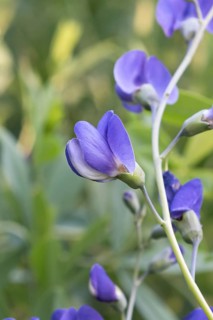 Blue wild indigo (Baptisia australis)