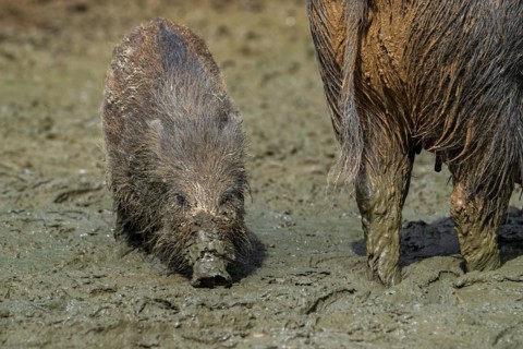 Wild boar (Sus scrofa) adult showing its rear and juvenile pig foraging with muddy snout digging in