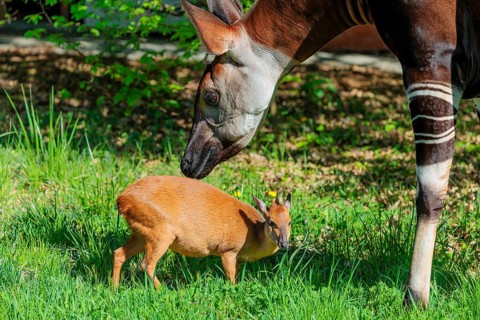 Best friends. An okapi (Okapia johnstoni) licks a Red Forest Duiker (Cephalophus natalensis) on a