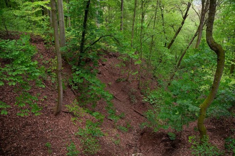 Bad Köstritz, Germany, Gänseberg, Thuringia, tree, trees, landscape, deciduous forest, gorge