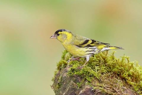 Siskin (Carduelis spinus), male sitting on a moss-covered stone, Wilnsdorf, North Rhine-Westphalia,