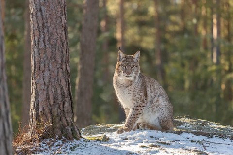 One young male Eurasian lynx, (Lynx lynx), sitting on a snow covered forest ground in early morning