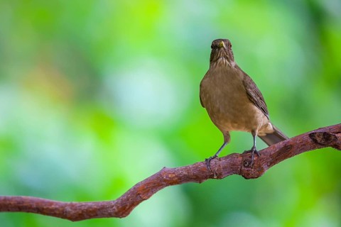 Yellow Thrush (Turdus grayi), Alajuela, Costa Rica
