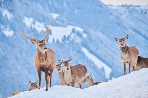 Red deer (Cervus elaphus) stag with hinds on a snowy meadow in the mountains in tirol, Kitzbühel,