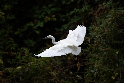 A stunning little egret in mid-flight over a verdant background, showcasing its crisp white