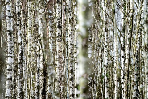 Birch forest as a natural burial grave site, Hofgeismar, Weser Uplands, Weserbergland, Hesse,