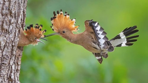 Hoopoe (Upupa epops) – Bird of the Year 2022, male with food, prey, foraging, food for the chicks,
