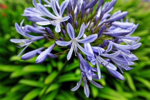 Blue lily (Agapanthus), love flower, close-up, Muckross House & Gardens, Killarney National Park,