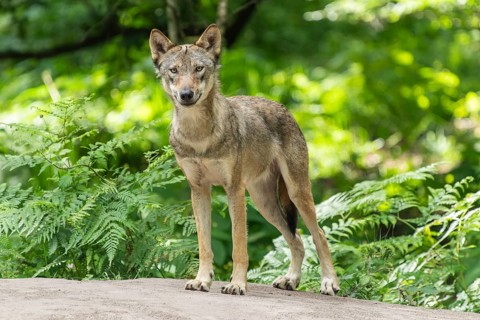 A single wolf stands on a rock in the forest, surrounded by green bushes, European grey gray wolf