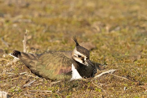 Northern Lapwing (Vanellus vanellus) incubating, Smaland, Schweden