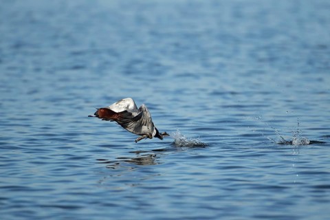 Common pochard duck (Aythya ferina) adult male bird running on the water of a lake, England, United