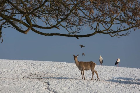 Onefemale red deer standing on a snow covered meadow with two white storks behind them