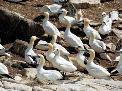 Northern gannet (Morus bassanus)