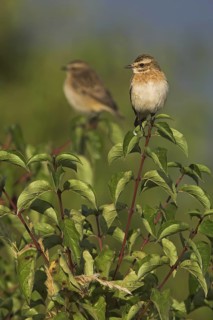 Whinchat (Saxicola rubetra) male, Rhineland-Palatinate, Germany