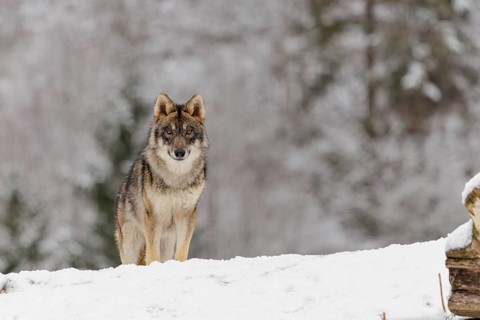 A young grey wolf (Canis lupus lupus) stands on a sloping, snow-covered meadow on a cold, cloudy