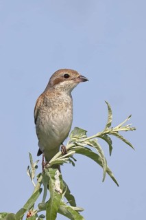 Red-backed shrike (Lanius collurio), female on perching branch, looking for prey, wildlife,