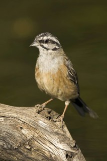 Rock Bunting (Emberiza cia), Castile-La Mancha, Spain