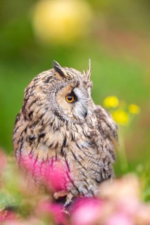 Long-eared owl (Asio otus), or lesser horned owl, sitting in middle of blossoming flowers, captive,