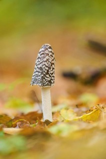 Magpie mushroom (Coprinopsis picacea) growing in a forest in autmn, Bavaria, Germany