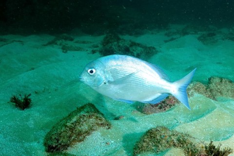Bronze bream (Pachymetopon grande)
