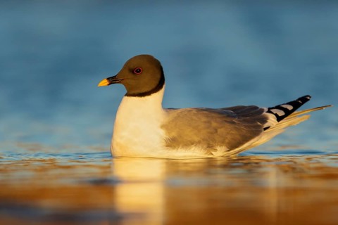 Sabine's Gull (Xema sabini) feeding along a river in Nome, Alaska