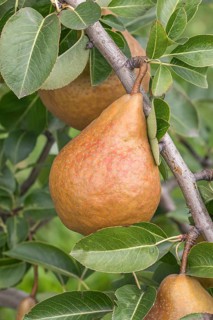 Pear (Pyrus communis 'Durondeau de Tongre'), Bundessorteamt, Germany