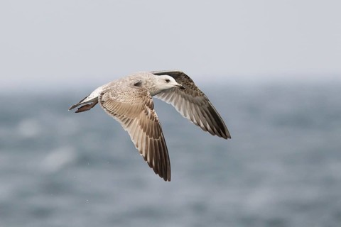 European Herring Gull (Larus argentatus) flying, North Sea, Germany