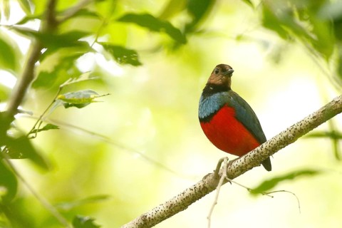 Philippine Pitta (Erythropitta celebensis) perched on a branch, North Sulawesi, Indonesia