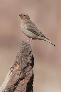 Sinai Rosefinch (Carpodacus synoicus) female, Eilat, Israel