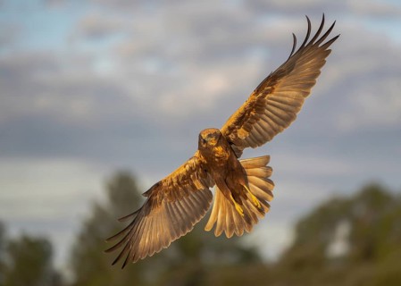 A stunning marsh harrier glides effortlessly in the open sky, showcasing its impressive wingspan
