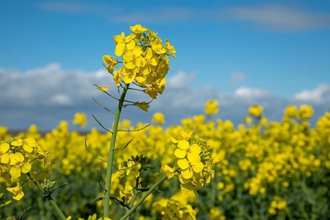 Detail, rapeseed field near Broadway, The Cotswolds, England, Great Britain