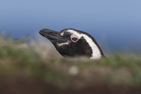 Magellanic Penguin (Spheniscus magellanicus), Sea Lion Island, Falkland Islands