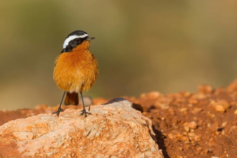 Moussier's Redstart - Diademrotschwanz - Phoenicurus moussieri, Morocco, adult male