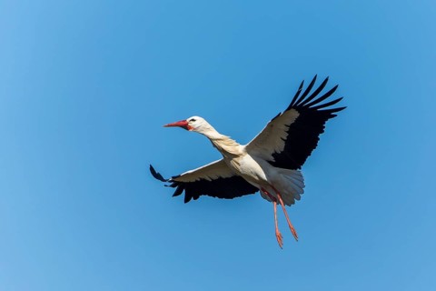 Flying stork with spread wings in a clear blue sky, white stork (Ciconia ciconia), wildlife,