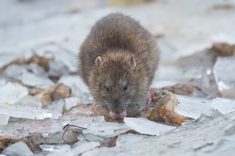 Brown rat (Rattus norvegicus) adult rodent animal feeding on seed on ice in winter, England, United