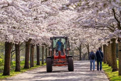 Workplace under the blossom canopy, Grugapark employees, out and about on the Kirschallee,