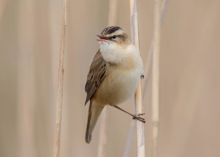 Sedge Warbler (Acrocephalus schoenobaenus) singing in reedbed, Wales, United Kingdom