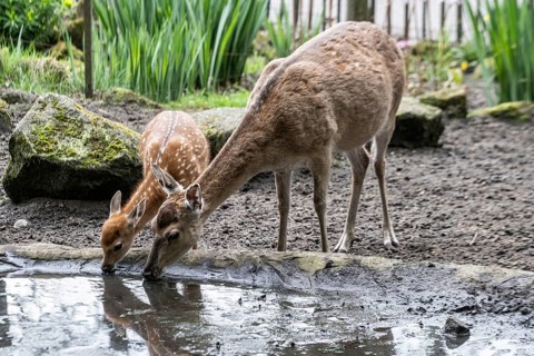 Sika deer (Cervus nippon pseudaxis), adult with calf, Nordhorn Zoo, Lower Saxony, Germany