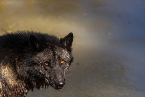 Portrait of a Timberwolf, Canis lupus lycaon