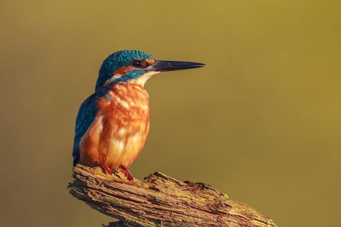Common Kingfisher (Alcedo atthis) male perched on a branch, North Rhine-Westphalia, Germany