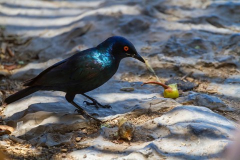 Glossy starling (Lamprotornis nitens), Etosha National Park, Namibia