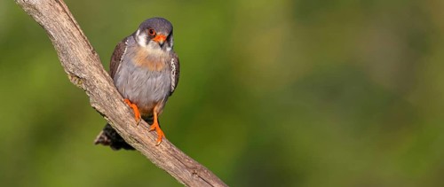 Red-footed Falcon, (Falco vespertinu), perching station, falcon family, Tower Hide, Tiszaalpár,
