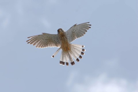 Animals, birds of prey, falcons, kestrels, falcon, Common Kestrel shakes in the air), Falco