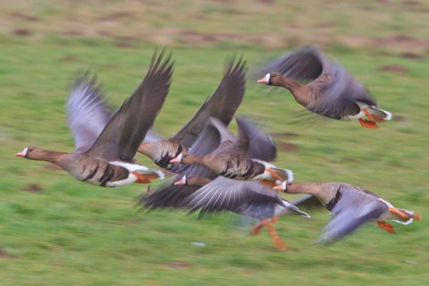 Greater White-fronted Goose (Anser albifrons) flying, North Rhine-Westphalia, Germany