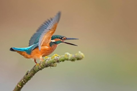 Common Kingfisher (Alcedo atthis) juvenile perched on a branch, Saxony-Anhalt, Germany