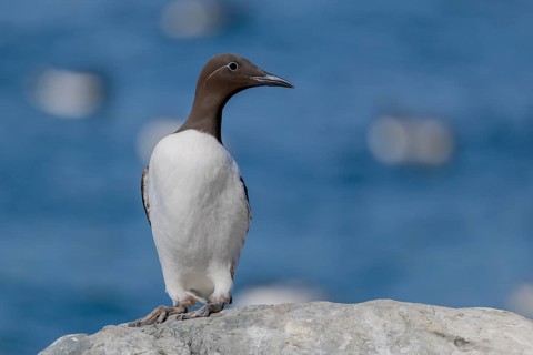 Common guillemot (Uria aalge), ringed guillemot with eye ring, Hornoya, Varangerfjord, Norway