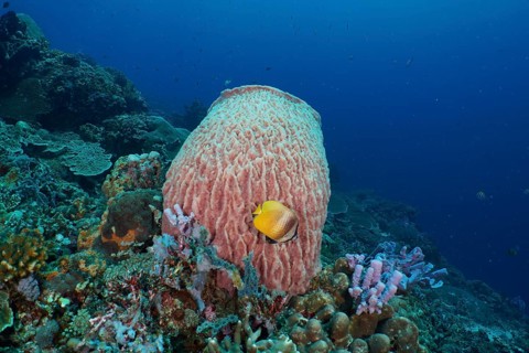 Coral reef with yellow fish and Barrel sponge, barrel sponge (Xestospongia testudinaria) in deep