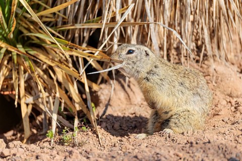 An adult European ground squirrel (Spermophilus citellus) sits on dry soil and eats from tall dry